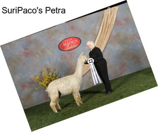 SuriPaco\'s Petra