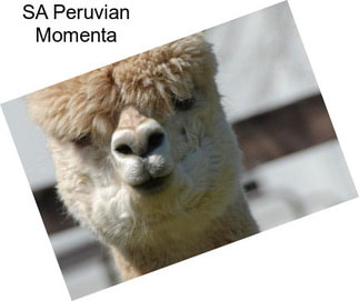 SA Peruvian Momenta