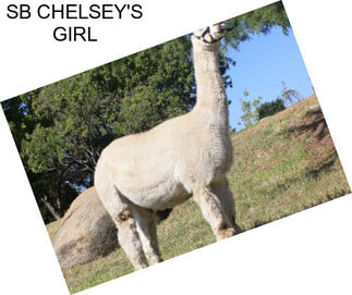 SB CHELSEY\'S GIRL