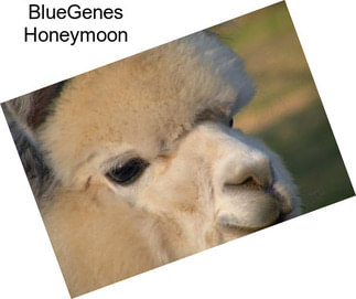 BlueGenes Honeymoon