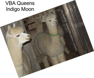 VBA Queens Indigo Moon