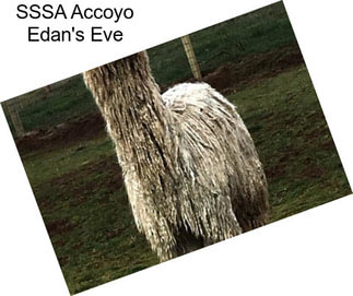 SSSA Accoyo Edan\'s Eve