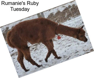 Rumanie\'s Ruby Tuesday