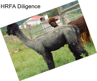 HRFA Diligence