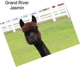 Grand River Jasmin