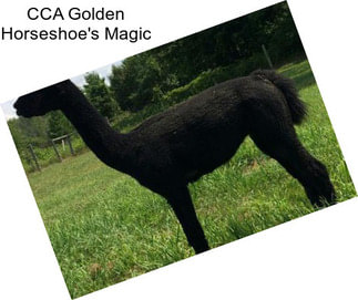 CCA Golden Horseshoe\'s Magic