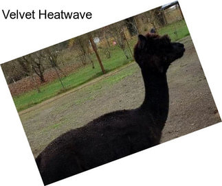 Velvet Heatwave