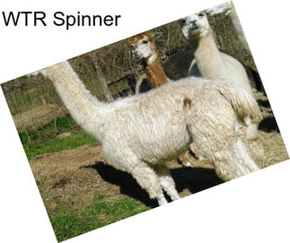 WTR Spinner