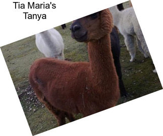 Tia Maria\'s Tanya