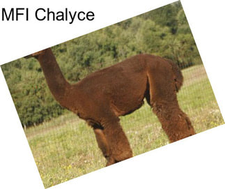 MFI Chalyce