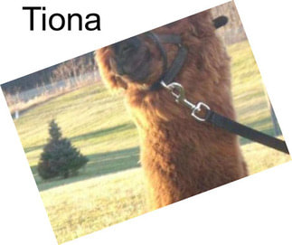 Tiona