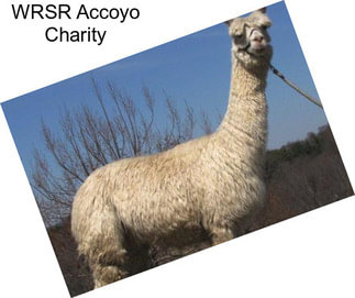 WRSR Accoyo Charity