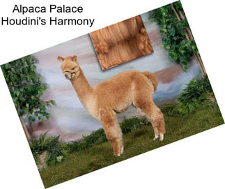 Alpaca Palace Houdini\'s Harmony