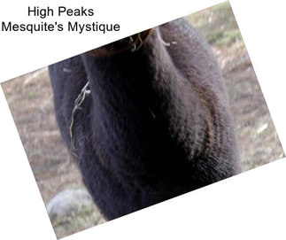 High Peaks Mesquite\'s Mystique