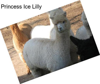 Princess Ice Lilly