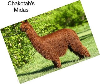 Chakotah\'s Midas