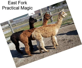 East Fork Practical Magic