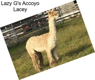 Lazy G\'s Accoyo Lacey