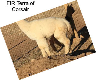 FIR Terra of Corsair