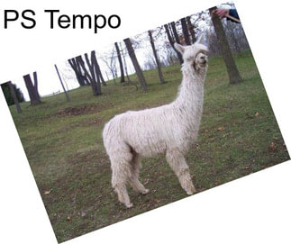 PS Tempo