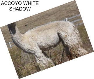 ACCOYO WHITE SHADOW