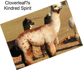 Cloverleaf?s Kindred Spirit