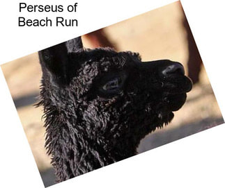 Perseus of Beach Run