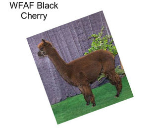 WFAF Black Cherry