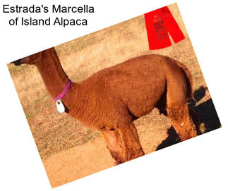 Estrada\'s Marcella of Island Alpaca