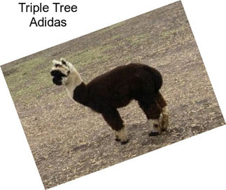 Triple Tree Adidas