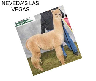 NEVEDA\'S LAS VEGAS