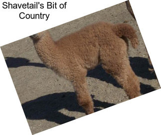 Shavetail\'s Bit of Country