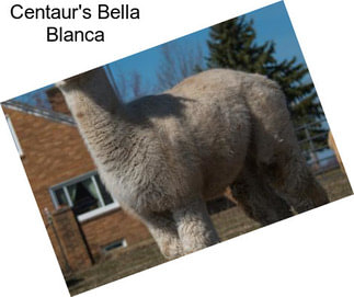 Centaur\'s Bella Blanca