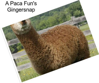 A Paca Fun\'s Gingersnap