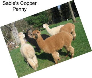 Sable\'s Copper Penny