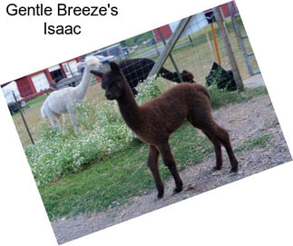 Gentle Breeze\'s Isaac