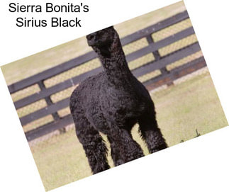 Sierra Bonita\'s Sirius Black