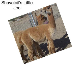 Shavetail\'s Little Joe