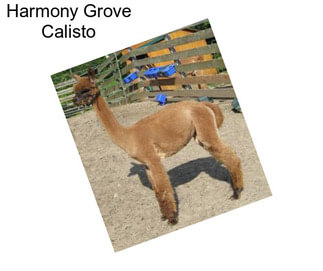 Harmony Grove Calisto