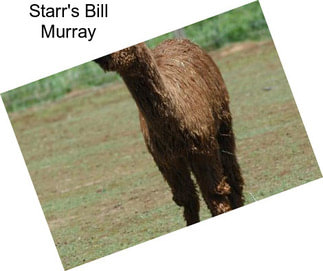 Starr\'s Bill Murray