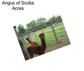 Angus of Scotia Acres