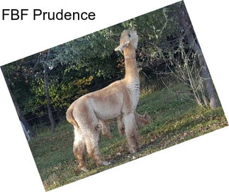 FBF Prudence