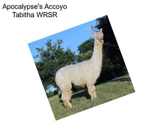 Apocalypse\'s Accoyo Tabitha WRSR