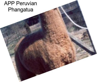 APP Peruvian Phangatua