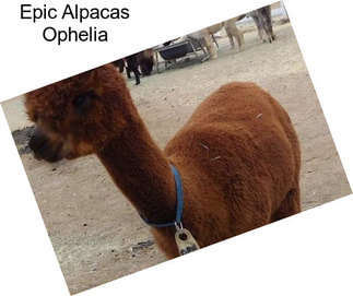 Epic Alpacas Ophelia