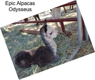 Epic Alpacas Odysseus