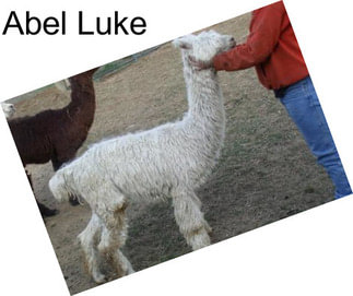 Abel Luke