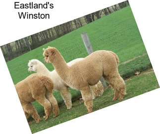 Eastland\'s Winston