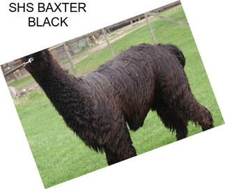 SHS BAXTER BLACK