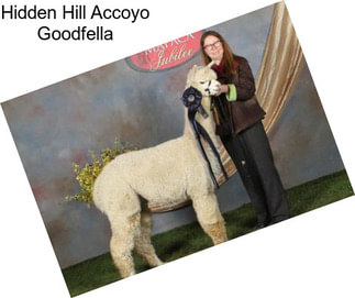 Hidden Hill Accoyo Goodfella